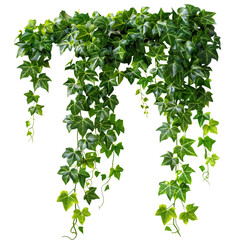 Jungle vine and hanging ivy plant bush foliage clip art