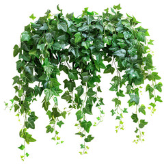 Jungle vine and hanging ivy plant bush foliage clip art