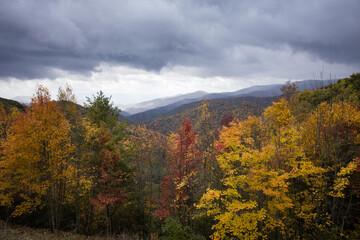 Autumn woods in the mountains