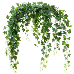 Jungle vine and hanging ivy plant bush foliage clip art