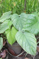 Homalomena plant on nursery for sell