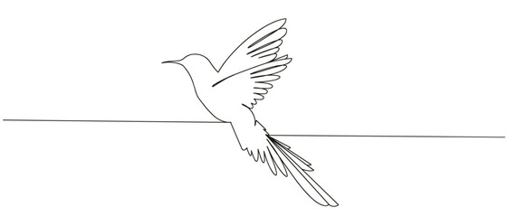 Hummingbird line art style illustration vector with transparent background 