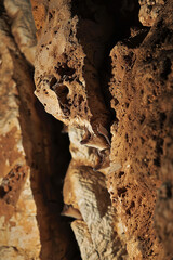 Conservation Study of Bat Habitat in a Natural Cave Using Night Vision  