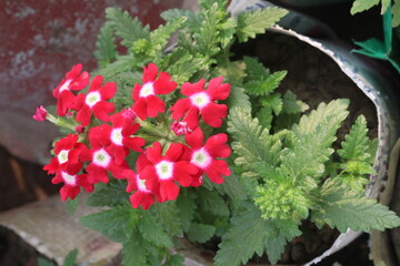red Verbena x hybrida flower plant