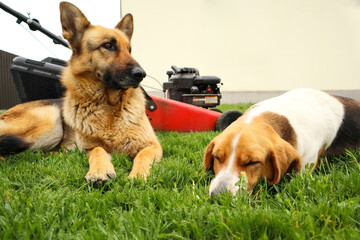 Dogs and lawn mower in the garden. Lawn mower on a green meadow near Pets.