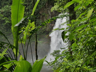 Waterfall cascading through a dense forest with lush green vegetation : thid carbet cascade in...
