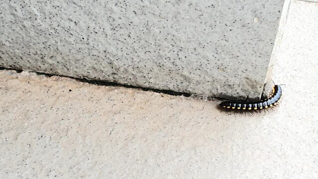 Close up : A millipede worm is crawling on the floor
