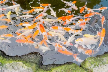 Vibrant koi fish pond features dozens of colorful koi swimming in clear water, surrounded by...