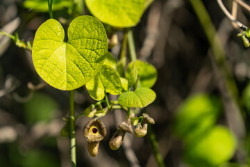 Fresh light green heart-shaped leaves plant closeup. A luxuriant and tropical-looking vine, Aristolochia macrophylla (Dutchman&rsquo;s pipevine) in the wild garden concept. 