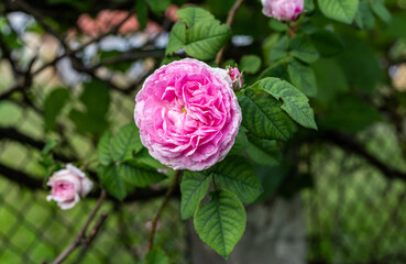 Rosa rugosa close up  pink blossoming flower . Beautiful peaceful garden scenery. Pink mauve delicate shrub rose flower.
