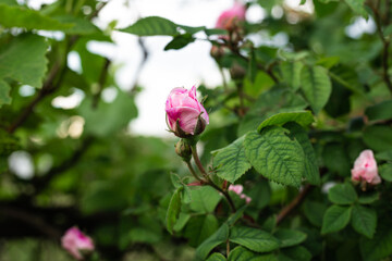 Rosa rugosa close up  pink blossoming flower . Beautiful peaceful garden scenery. Pink mauve delicate shrub rose flower.