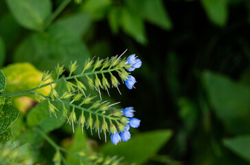 Blue symphytum offіcіnale . Organic medicine. Perennial herb.  Blue flowers comfrey.