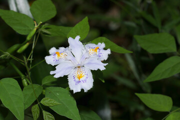 暗い茂みの中で華やかに咲く白、紫、黄色のシャガ（自然光＋マクロ接写写真）