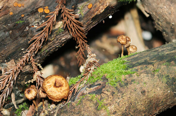 山中の朽木に自生する未成熟のアミスギタケ茸（自然光＆ストロボ・マクロレンズ接写）