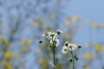 さわやかな青空を背景に逆光で見上げて撮ったハルジオンの白い花（自然光＋望遠マクロ接写写真）
