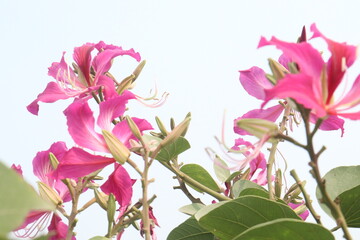 Bauhinia flower plant on farm