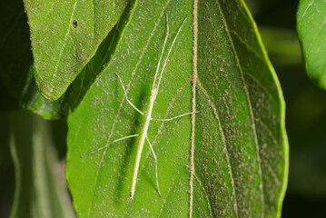 大きな青葉に緑色のナナフシモドキの幼虫（自然光＋ストロボ、マクロ接写撮影）