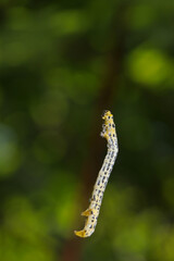 器用にに細糸を登る宙づりのヒロオビトンボエダシャクの幼虫（自然光＋マクロ接写写真）