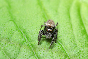 青葉の上にちょこんと愛らしい黒い頭部のネコハエトリ蜘蛛（自然光＋マクロ接写写真）