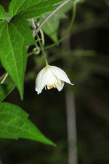 暗い里山の木陰に自生する白いクレマチスの花（モンタナ・自然光＆ストロボ・マクロレンズ接写）