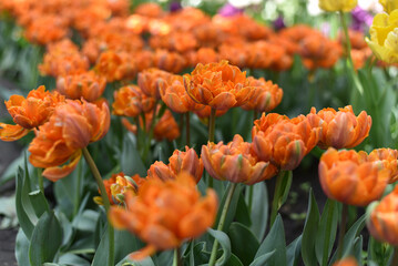 Beautiful spring bouquet of tulips 