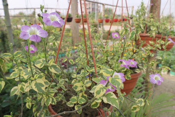 Asystasia gangetica flower plant on pot