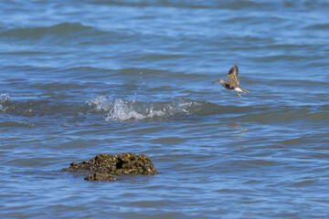 Fototapeta premium A common sandpiper flying on the beach
