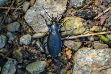 A big ground beetle walking on the ground