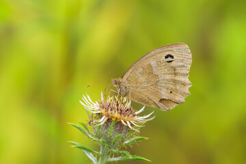 A Dryad butterfly resting on a flower