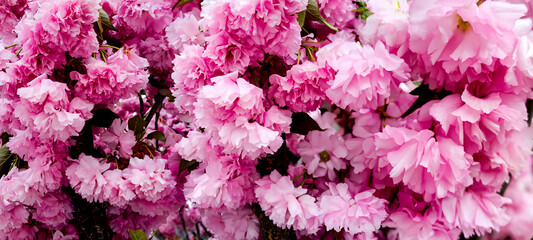 Image of sakura flowers in a summer garden
