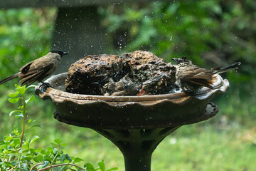 A Sooty-headed bulbul are enjoy and having a playful time while bathing in a tray, bird splashing...