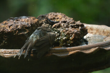 A Sooty-headed bulbul are enjoy and having a playful time while bathing in a tray, bird splashing...