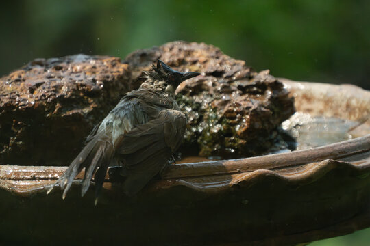 A Sooty-headed bulbul are enjoy and having a playful time while bathing in a tray, bird splashing and spray water, relaxation and decrease temperature during summer season of hot temperature at noon.