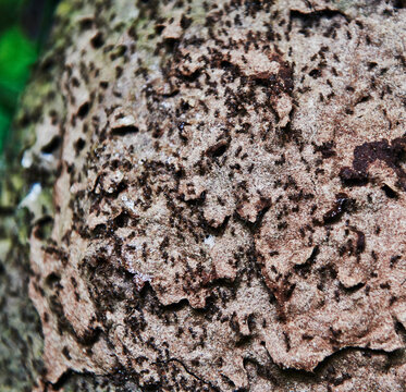 Close up of an ant colony on tree bark, Cuyabeno wildlife reserve, Amazon rainforest, Ecuador, South America