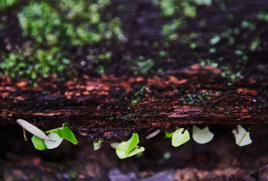 Leaf-cutter ants (Atta species) carrying leaves along a log in the Cuyabeno wildlife reserve, Amazon rainforest, Ecuador, South America