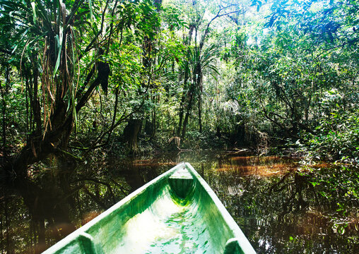 Wooden canoe traveling through the rivers of Cuyabeno wildlife reserve, Amazon rainforest, Ecuador, South America