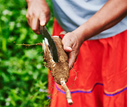 Hands of an indigenous woman cutting open a yucca root in the Cuyabeno wildlife reserve, Amazon rainforest, Ecuador, South America
