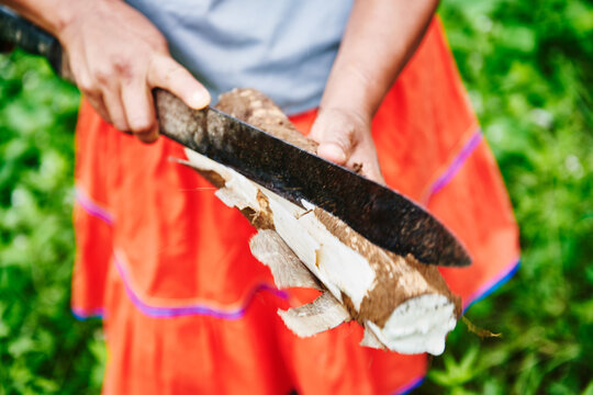 Hands of an indigenous woman cutting open a yucca root in the Cuyabeno wildlife reserve, Amazon rainforest, Ecuador, South America
