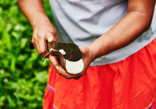 Hands of an indigenous woman cutting open a yucca root in the Cuyabeno wildlife reserve, Amazon rainforest, Ecuador, South America
