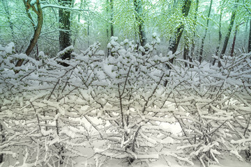 Snow-covered bushes under the snow in winter in the forest.