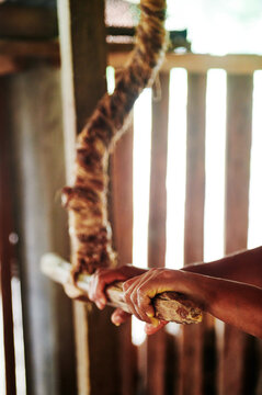 Womans hands using tool to squeeze moisture out of the yucca root, Cuyabeno wildlife reserve, Amazon rainforest, Ecuador, South America
