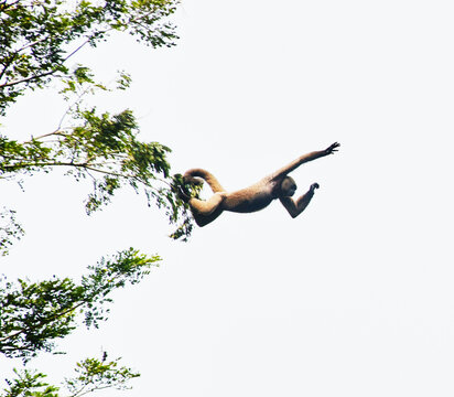 Woolly monkey jumping from tree to tree in the Cuyabeno wildlife reserve, Amazon rainforest, Ecuador, South America