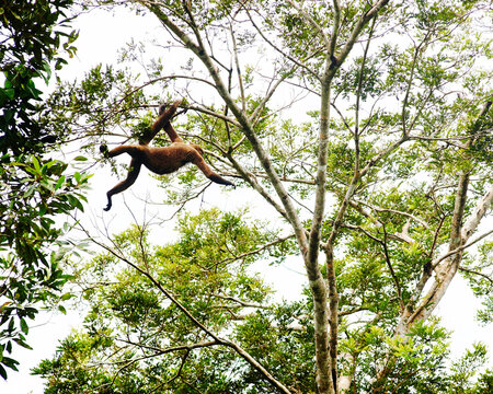 Woolly monkey jumping from tree to tree in the Cuyabeno wildlife reserve, Amazon rainforest, Ecuador, South America