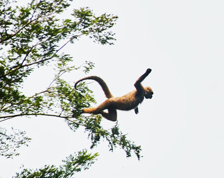Woolly monkey jumping from tree to tree in the Cuyabeno wildlife reserve, Amazon rainforest, Ecuador, South America