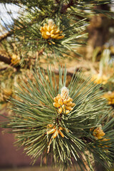 Kosodrzewina, Pinus mugo Turra © Marcin Łazarczyk