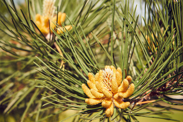 Kosodrzewina, Pinus mugo Turra