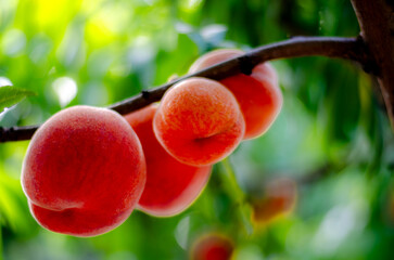 Ripe red peaches on a tree branch.