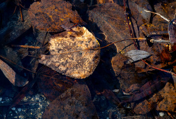 A dry autumn leaf in a puddle on an autumn day.