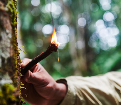Hand holding a stick covered in flammable sap in the Cuyabeno wildlife reserve, Amazon rainforest, Ecuador, South America