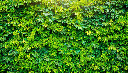 Green hedge or Green Leaves Wall, green wall, verdant plant wall, shrubbery, green wallpaper background,